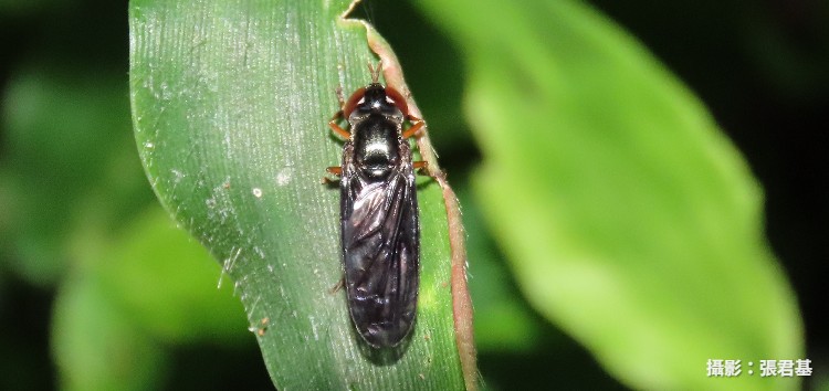 Paramicrodon nigripennis